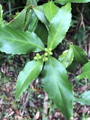 Sarcandra glabra
