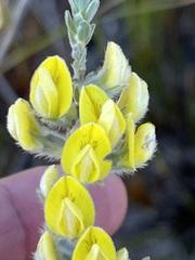 Aspalathus ericifolia