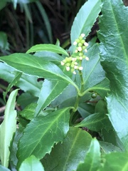 Sarcandra glabra