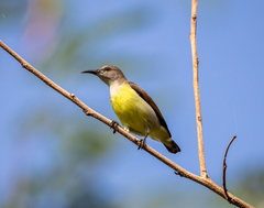 Leptocoma zeylonica