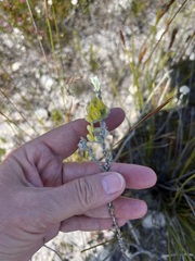 Aspalathus ericifolia