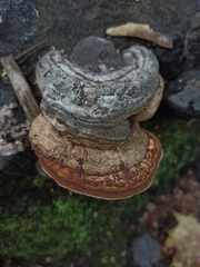 Fomes fomentarius