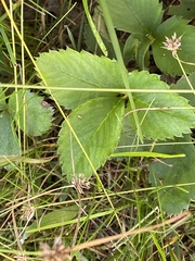Fragaria virginiana