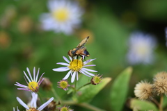 Phasia aurigera