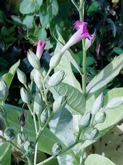 Nicotiana tabacum