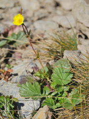 Geum montanum