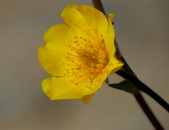 Geum montanum