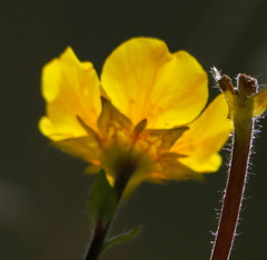 Geum montanum