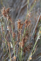 Elegia asperiflora