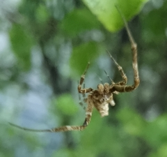 Philoponella congregabilis