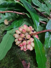 Annonaceae