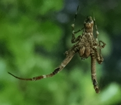 Philoponella congregabilis