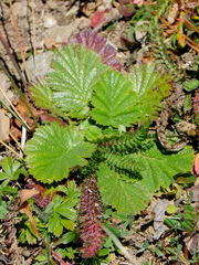Geum montanum