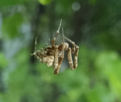 Philoponella congregabilis