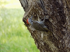 Chloropicus fuscescens