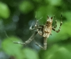 Philoponella congregabilis