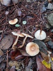 Rhodocollybia asema