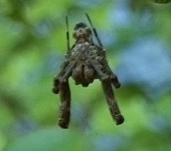 Philoponella congregabilis