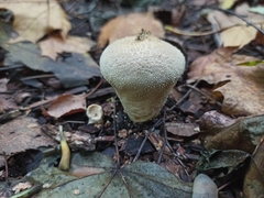 Lycoperdon perlatum