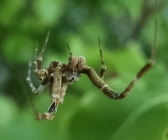 Philoponella congregabilis