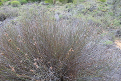 Elegia asperiflora