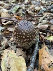 Amanita pantherina