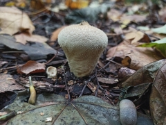 Lycoperdon perlatum