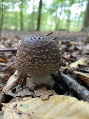 Amanita pantherina