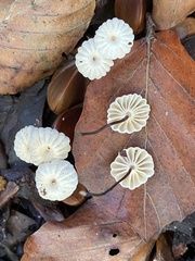 Marasmius