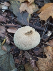 Lycoperdon perlatum