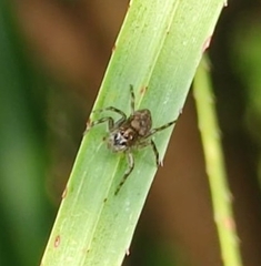 Hakka