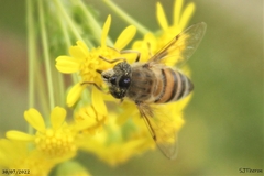 Eristalina