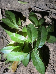 Quercus acutissima
