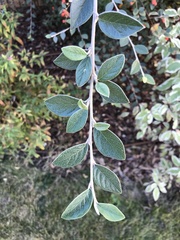Cotoneaster franchetii
