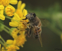 Eristalina