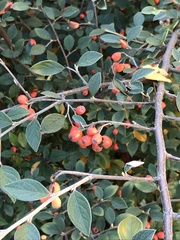Cotoneaster franchetii