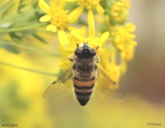 Eristalina