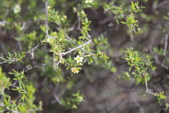 Coleonema calycinum