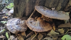 Trametes cubensis