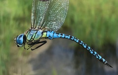 Aeshna affinis