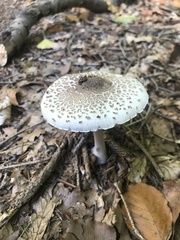 Macrolepiota mastoidea