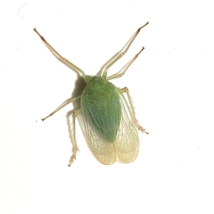 Dictyopharinae