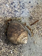 Pagurus bernhardus