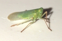 Dictyopharinae