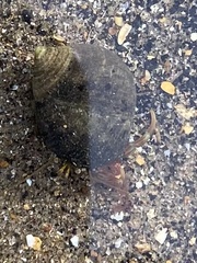 Pagurus bernhardus
