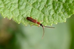 Cerobates asiaticus