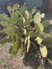 Opuntia tunoidea