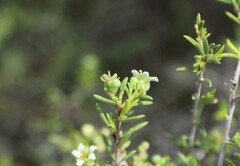 Coleonema calycinum