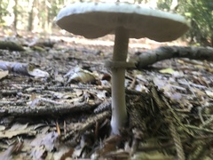 Macrolepiota mastoidea