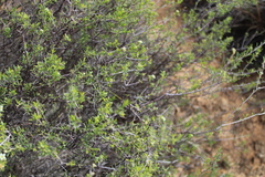 Coleonema calycinum